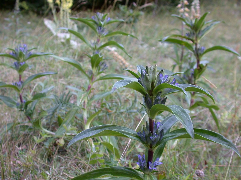 Gentiana cruciata / Genziana crociata